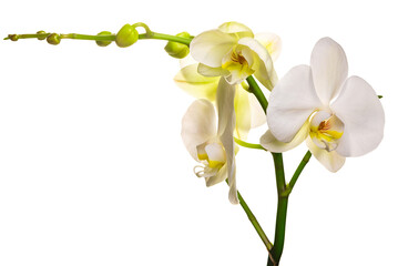 Obraz na płótnie Canvas PNG. Flowering branch of a white orchid on a white background. isolate