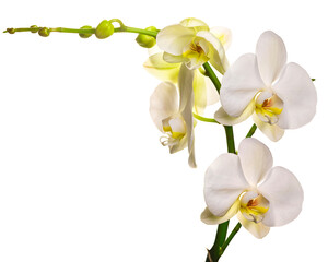PNG. Flowering branch of a white orchid on a white background. isolate