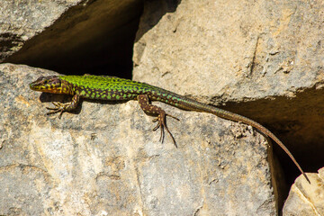 wild green lizard on the rock