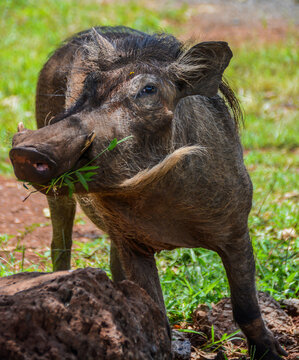 Warzenschwein im Wald von Arba Minch (Südäthopien)