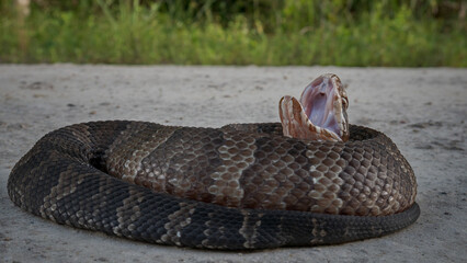 Florida Cottonmouth snake (Agkistrodon conanti & Agkistrodon piscivorus)