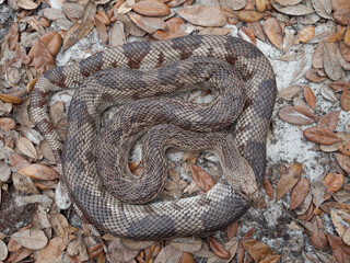 Florida Pine Snake (Pituophis melanoleucus mugitus)