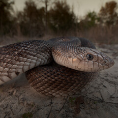 Florida pine snake (Pituophis melanoleucus mugitus)