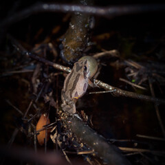 Ornate chorus frog (Pseudacris ornata)