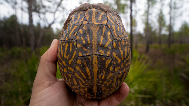 turtle in the palm (Terrapene Carolina bauri)