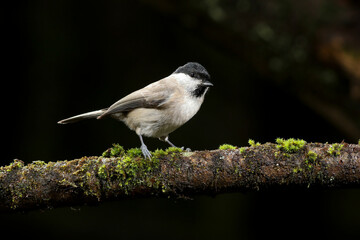 Photograph of a Marsh tit obtained with artificial light