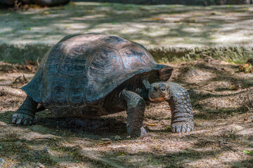 Galapagos giant tortoise