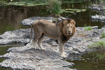 Naklejka na ściany i meble Male lion in the Kruger by the river