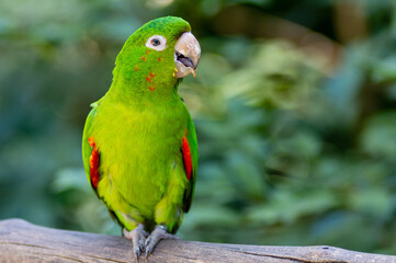 Periquitão-maracanã / Psittacara leucophthalmus