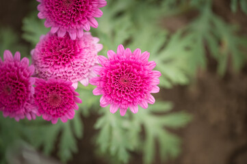 Purple, pink chrisanthemum right before full bloom with leaves behind, picture from top, front.