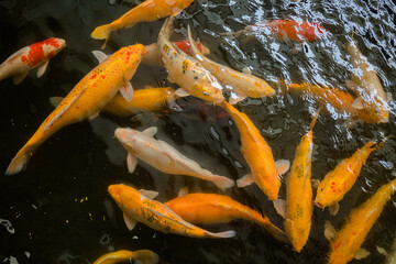 goldfish in the pond