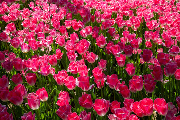 Close up of pink tulips in the garden,background
