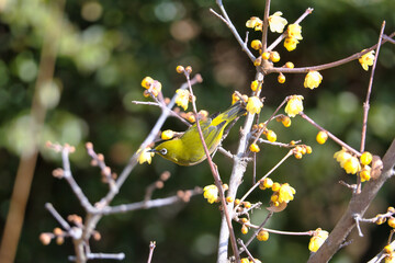 早春のろうばいの木にとまった小さくて可愛いメジロ