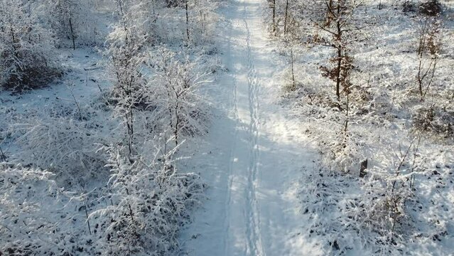 winter, aerial photography, wildlife, woodland, frozen