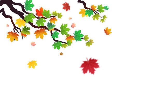 PNG. Autumn leaves on isolated transparent background. The wind blows off the leaves, the wind blows.