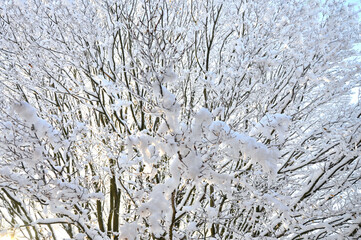 Verschneiter Baum, Winterlandschaft - 563320150