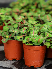 Fittonia Fortissimo 'Bubble Green' Fitonia, Nerve Plant in a pot
