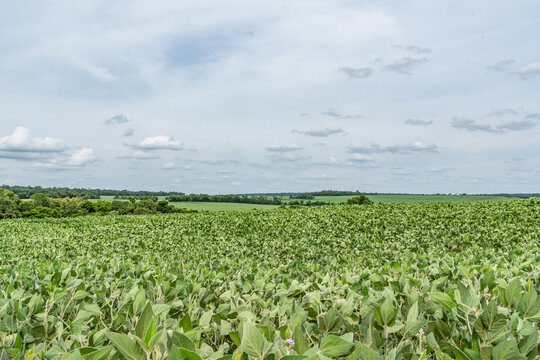 Soyben plantation and the storn sky