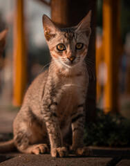 Brown grey cat sitting on the street during evening