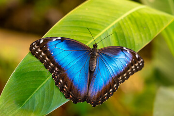 Obraz na płótnie Canvas Schöner tropischer Schmetterling Blauer Morphofalter, Morpho peleides oder Himmelsfalter ist ein aus der Familie der Edelfalter