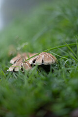 Champignons - 06