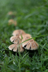 Champignons - 04