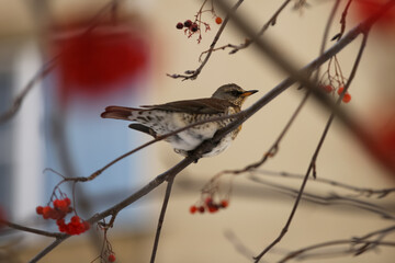 A bird on a rowan branch in winter (snowbird, fieldfare, Turdus pilaris)