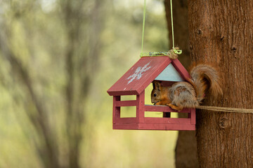 A squirrel sits on a feeder in the park