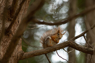 A squirrel is sitting on a pine branch