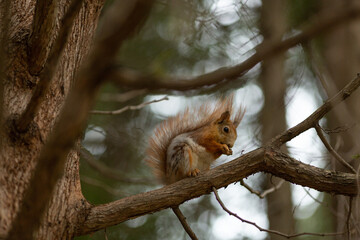 Naklejka na ściany i meble A squirrel is sitting on a pine branch