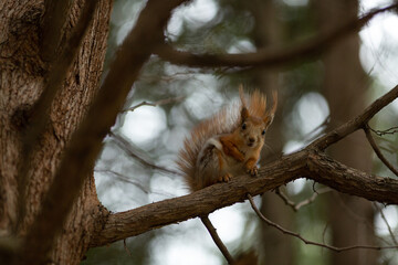 A squirrel is sitting on a pine branch