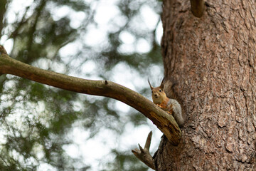 A squirrel is sitting on a pine branch