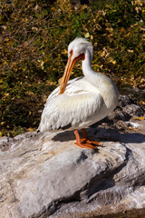 Pelican standing on a rock