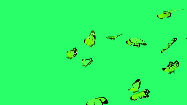 Animation green butterfly flying isolate on green screen.
