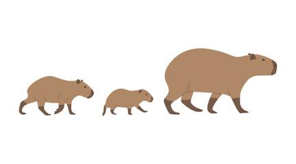 capybara family cute on a white background, vector illustration. capybara family is the largest rodent.