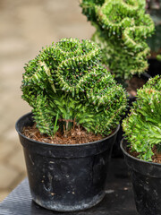 Euphorbia flanaganii cristata in a black pot
