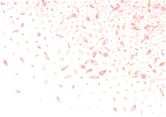 Color Cherry Petal Vector White Background.