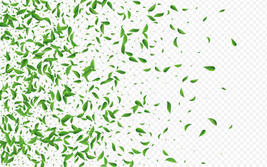 Olive Leaves Transparent Vector Transparent