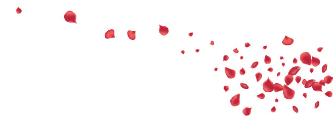 Beautiful Lotus Falling Vector Panoramic White