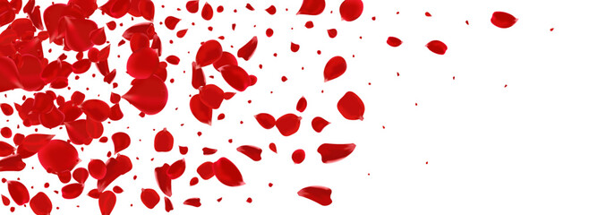 Beautiful Flower Falling Vector Panoramic White