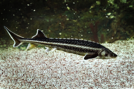 Illustration of Russian sturgeon fish on the background of the b