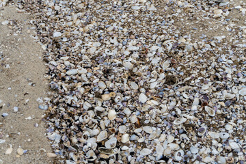 shells on the white sandy beach in the middle of nature