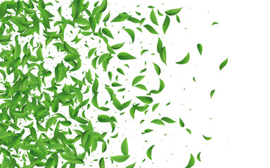 Olive Greens Nature Vector White Background