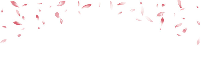 Pastel Lotus Petal Vector White Background. Pink