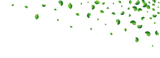 Green Leaves Flying Vector Panoramic White