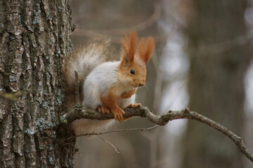 squirrel in the forest