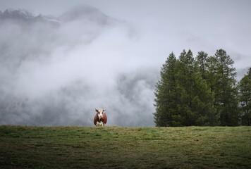 Naklejka na ściany i meble Parc du Queyras, Vache dans la brume, Hautes Alpes, France
