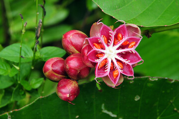 Blüte, Samenkapsel, Samen - Borneo