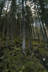 Forest on an autumn day. Natural background. Pines and foliage trees. Concept of POV hiking and walking in foggy mountain woods.