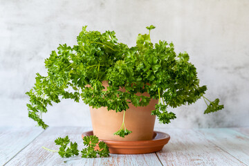 Parsley in a clay pot on the wooden table